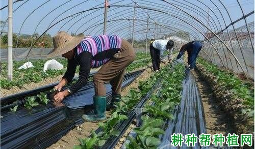 大棚种植草莓要不要盖地膜？