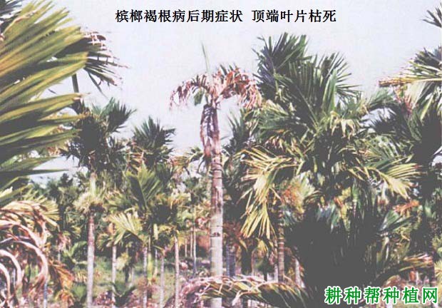 槟榔褐根病如何防治，有什么**药？