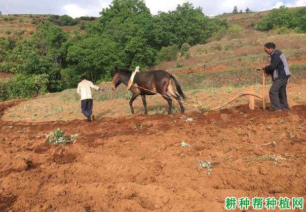 槟榔苗如何种植，一亩地需要多少槟榔苗？