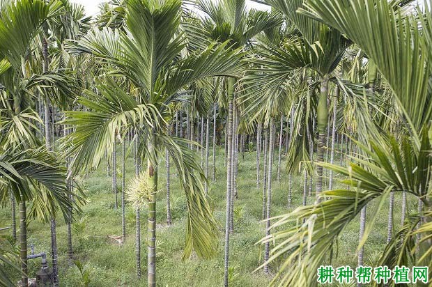 种植槟榔怎样防寒？