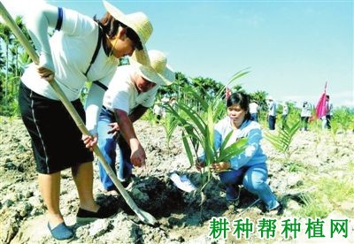 种植槟榔如何抗旱？