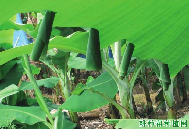 种植香蕉如何防治黄斑蕉弄蝶？