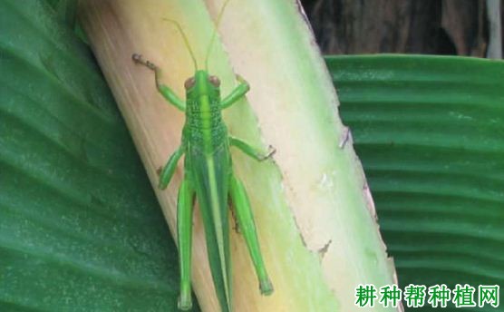 种植香蕉如何防治棉蝗？