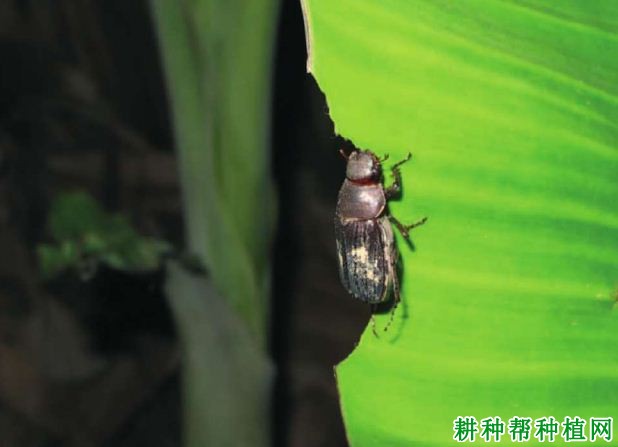 种植香蕉如何防治大头霉鳃金龟？