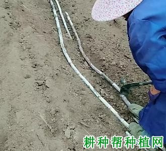 种植甘蔗前蔗种如何处理？