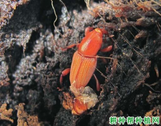 种植香蕉如何防治香蕉黑筒象？