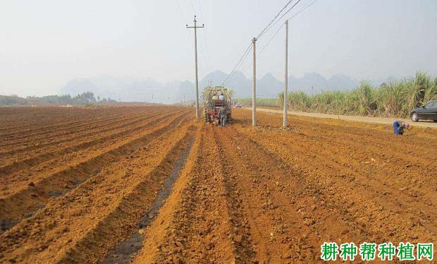 种植甘蔗怎么样整地？