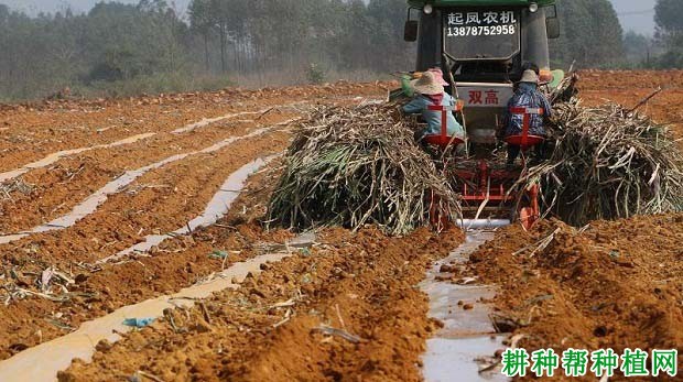 种植甘蔗盖地膜有什么好处，需要注意什么？