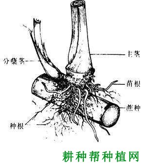 甘蔗的根系有什么特点？