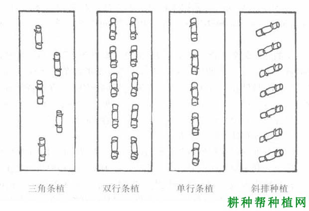 种植甘蔗怎样排种，哪种方式比较好？