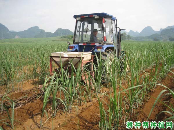 种植甘蔗为什么要培土，甘蔗如何培土？