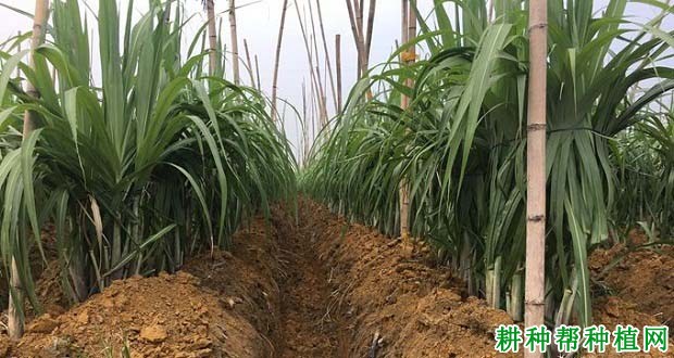 种植甘蔗为什么要培土，甘蔗如何培土？