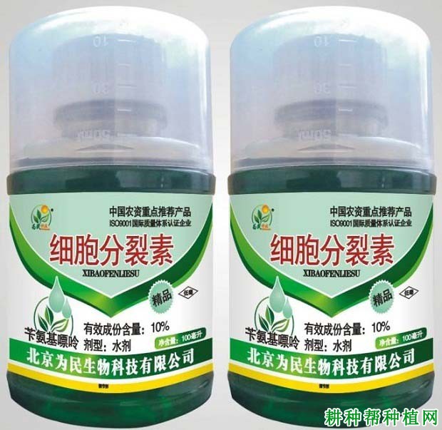 种植龙眼什么时候可以使用植物生长调节剂？