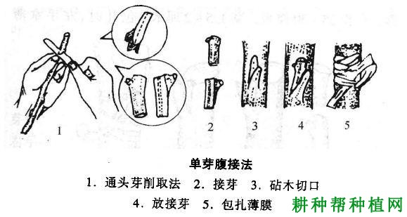 沙田柚苗如何嫁接，有几种嫁接方法？