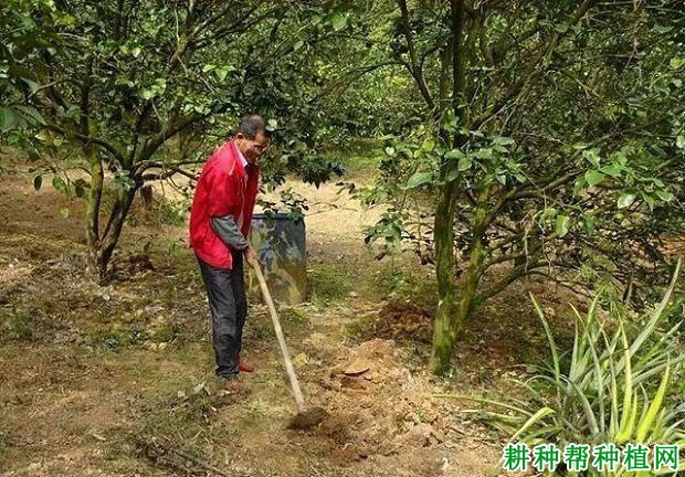 为什么要给沙田柚培土，沙田柚怎么样培土？