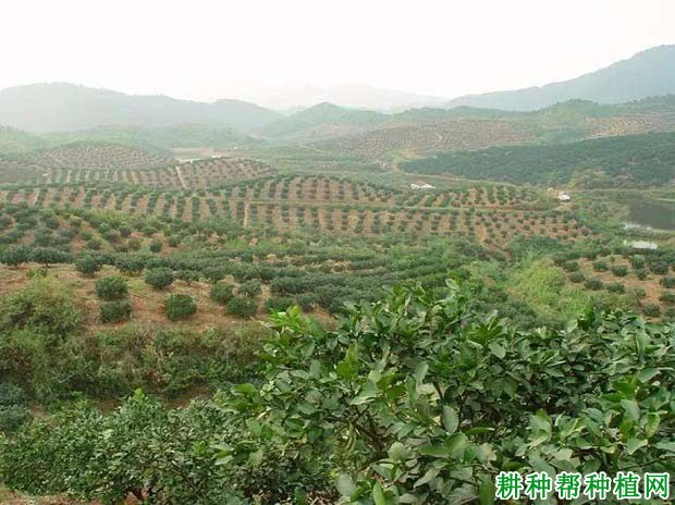 沙田柚每亩种植多少棵？