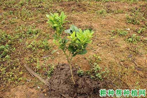 沙田柚每亩种植多少棵？