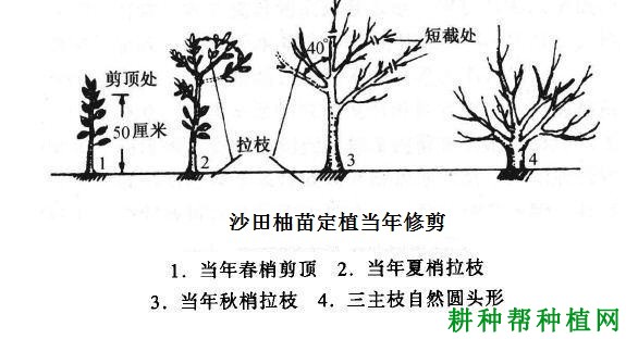 沙田柚苗定植后如何定干？