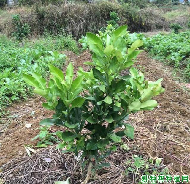 沙田柚苗栽植后如何管理？