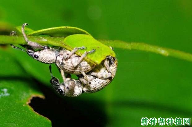 种植柚子树如何防治象鼻虫，有什么**药？