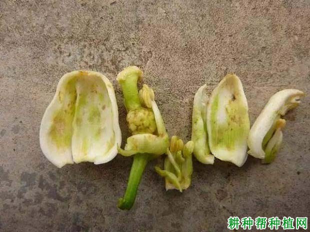 种植柚子树如何防治花蕾蛆，有什么**药？