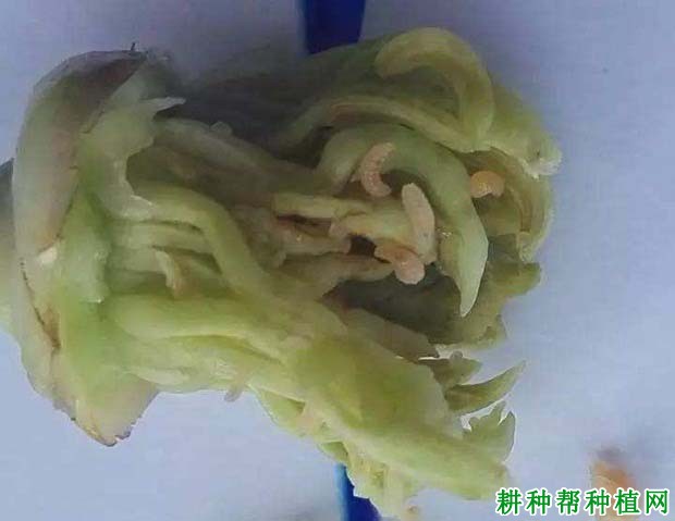 种植柚子树如何防治花蕾蛆，有什么**药？