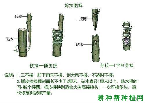 枇杷苗如何嫁接，需要注意什么？