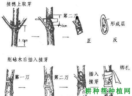 枇杷苗如何嫁接，需要注意什么？