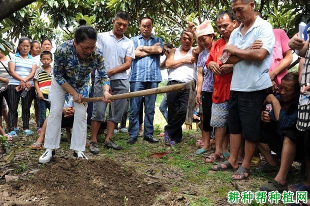 种植枇杷如何施基肥，枇杷基肥每株施多少肥料？