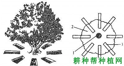 种植枇杷如何施基肥，枇杷基肥每株施多少肥料？