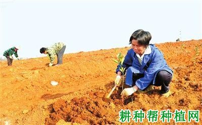 枇杷树苗如何移栽定植，怎样栽种枇杷苗？