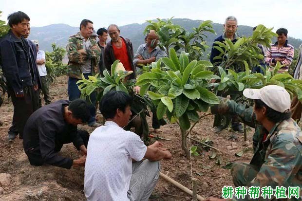 枇杷树什么时候修剪好？