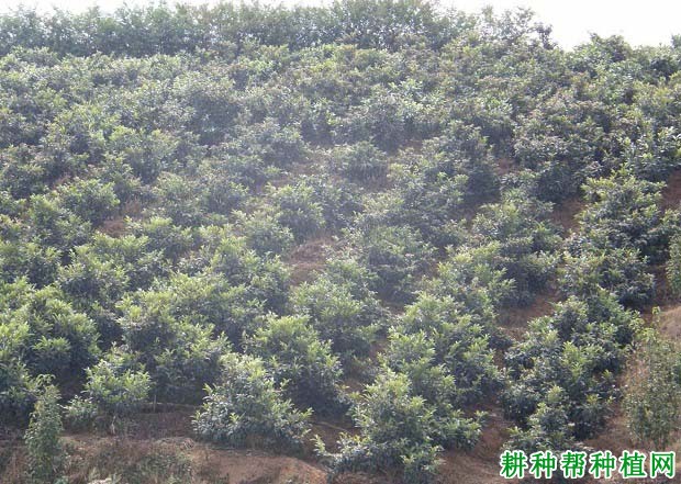 种植枇杷如何选地，种植枇杷前怎么处理土壤？