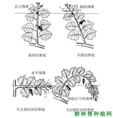 葡萄的新梢为什么绑起来，怎么绑？