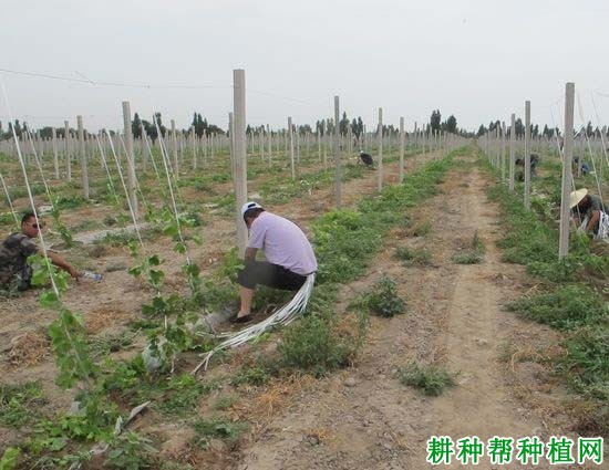 夏季如何给葡萄抹芽，什么时候抹芽？