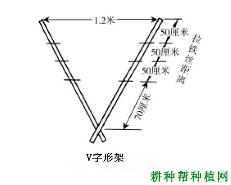 种植葡萄常用的架式有哪些？