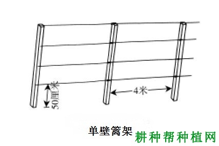 种植葡萄常用的架式有哪些？