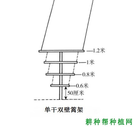 种植葡萄常用的架式有哪些？