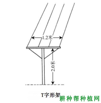 种植葡萄常用的架式有哪些？