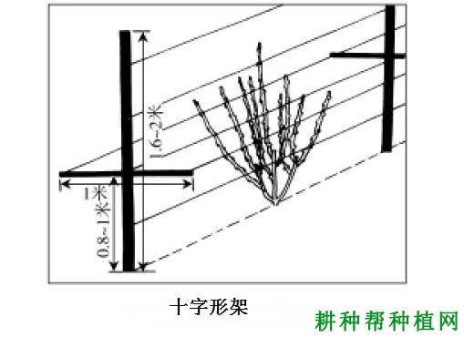 种植葡萄常用的架式有哪些？