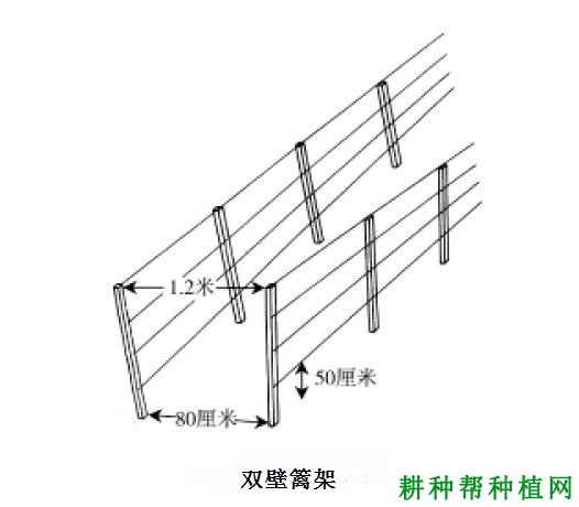 种植葡萄常用的架式有哪些？