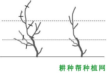 初结果的葡萄如何整形修剪？