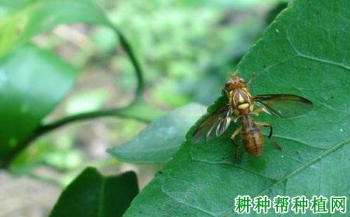 种植番荔枝如何防治柑橘小实蝇？