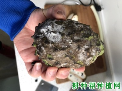 番荔枝软腐病如何防治？