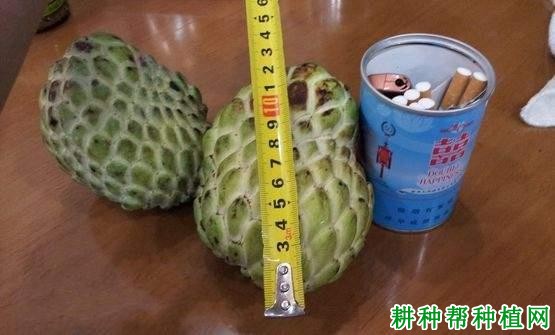 泰国大果番荔枝品种好不好？