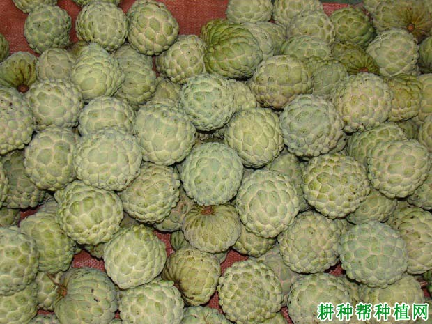 玛丁番荔枝品种好不好？