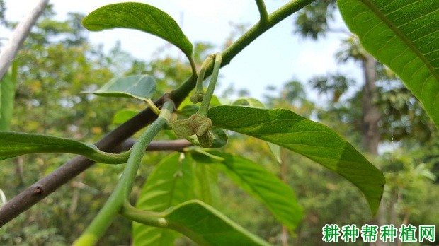 番荔枝开花习性是怎么样？