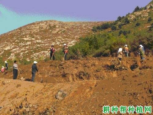 种植番荔枝前需要做什么准备，番荔枝每亩栽多少株？