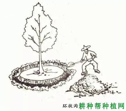 种植番荔枝采用什么方法施肥？