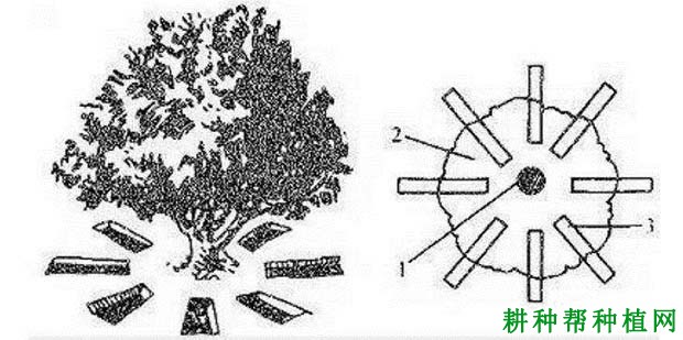 种植番荔枝采用什么方法施肥？